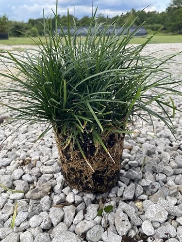 Mondo Liriope Grass Plant, Live Ornamental Ground Cover, 1 Gallon Container - Image 2