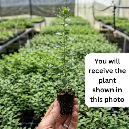3 Blue Daze Evolvulus Plants Live, Blue Flowering Ground Cover, 4-6" Height - Image 3