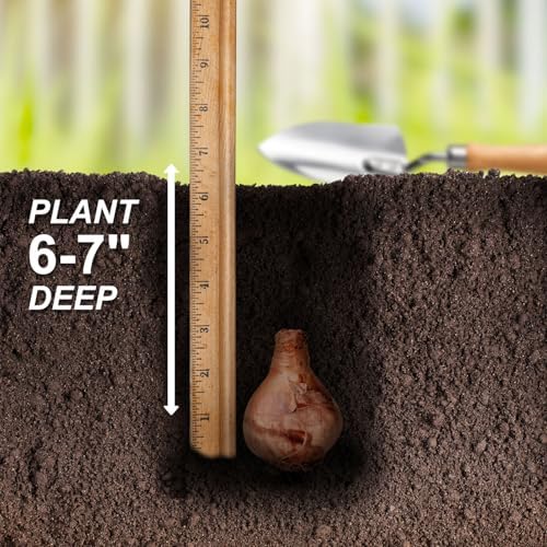 Garden State Bulb Narcissus Tahiti Double Daffodil Flower Bulbs, 16/18cm (Bag of 50) - Image 5