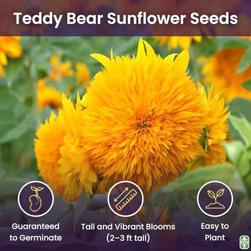 Teddy Bear - Fluffy, Dwarf Sunflower Seeds - 30 Seeds - Up to 40" Tall - Image 2