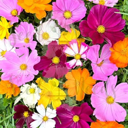Seed Needs Butterfly Garden Variety Pack of 4 Flower Seeds for Planting - Image 5