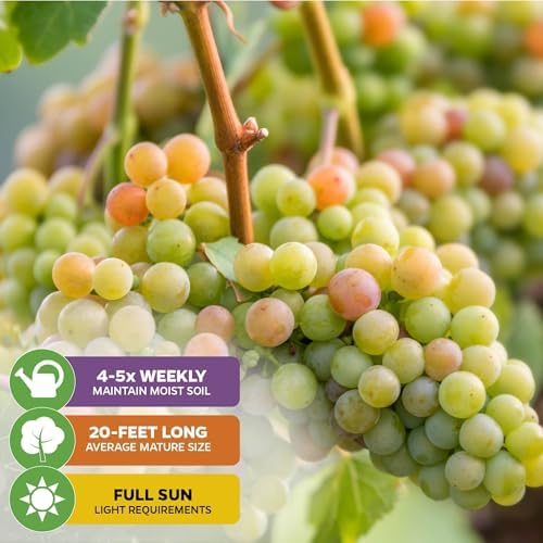 Traminette Grape Vine Gewürztraminer Hybrid (2-Pack) by Wellspring Gardens - Image 3