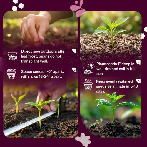 SVI 60 Royal Burgundy Bush Bean Heirloom Vegetable Seeds Phaseolus vulgaris - Image 5
