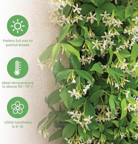 American Plant Exchange Live Confederate Jasmine – 6-Inch Pot – Fragrant Flowering Vine with Glossy Green Leaves, Easy Care Outdoor Plant for Patios, Trellises, Gardens & Landscape Décor - Image 4