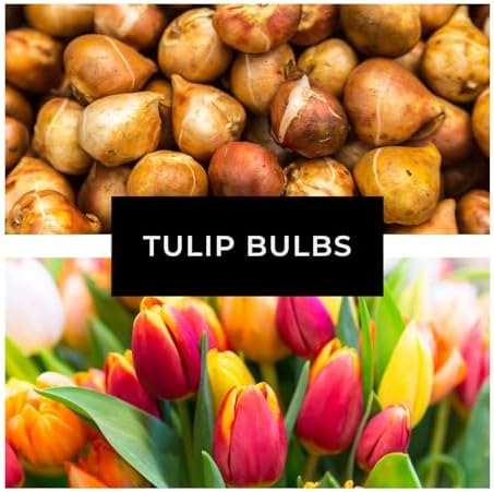Purple and White Tulip Bulbs for Planting - Purple Flaming Flag Tulips, Perennial Blooms for Landscape Garden or Container Growing (100 Bulbs) - Image 2