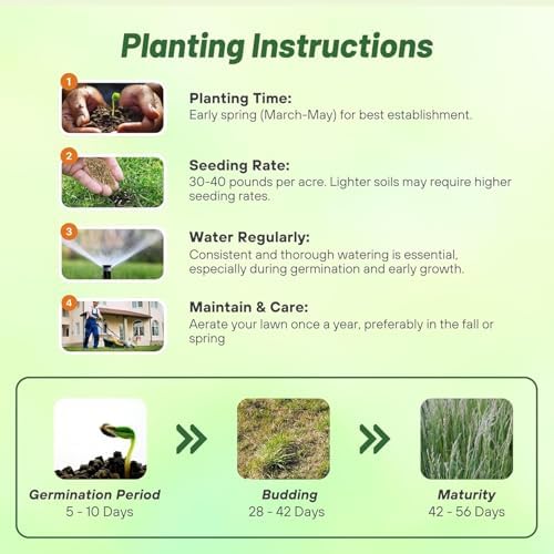 Outsidepride Perennial Ryegrass Seeds - 5 lb. Hardy & Fast-Growing, Cover Crop Seeds for Planting Glossy Dark Green Grass Leaves, Ideal for Hay Foraging, Pasture Grazing & Erosion Control - Image 6