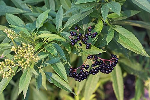 4 Fresh Black Bearing Elderberry Cuttings to Grow - Grow 4 Elderberry Tree Plants - Prized for Healthy Fruit - Image 2