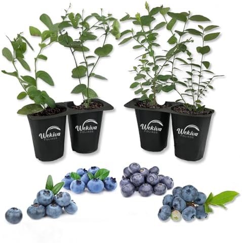 Blueberry Variety Pack - 4 Live Starter Plants - Four Live Starter Plants for Your Edible Garden by WekivaFoliage