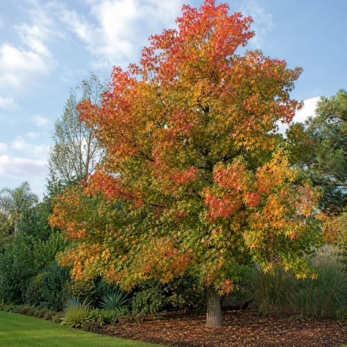 American Sweetgum Tree Live Plant | 1 Quart Container | Cold-Hardy North American Native | Well-Rooted Ornamental Garden Tree - Image 4