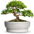 13 Inch Ceramic Bonsai Pots with Saucer, Brushed Grey by Wliror