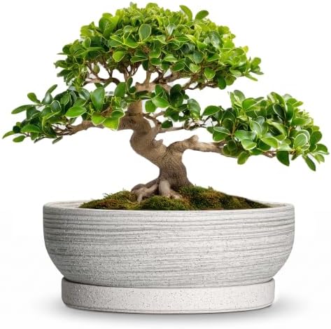 13 Inch Ceramic Bonsai Pots with Saucer, Brushed Grey by Wliror