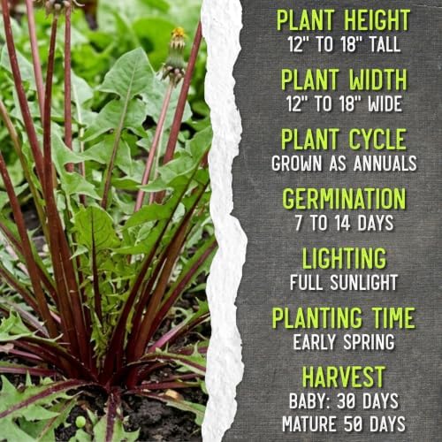 Seed Needs Garnet Stem Dandelion Seeds to Plant an Herb Garden - 10 Packs - Image 7