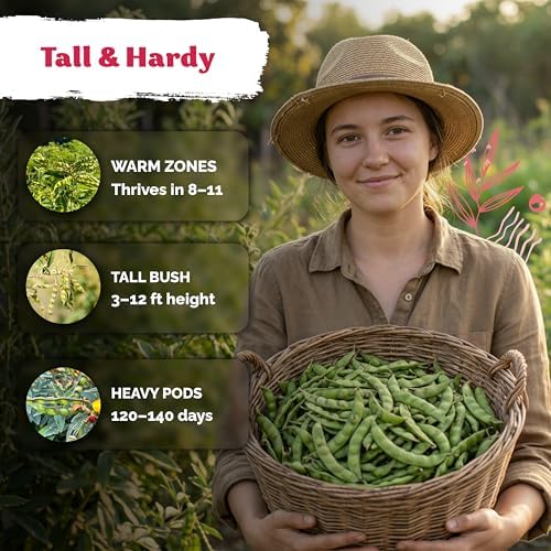 30 Guandules Pigeon Pea Heirloom Vegetable Seeds, Cajanus Cajan - Image 4
