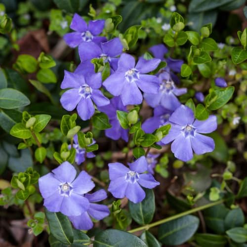 12 Vinca Minor Live Vines Rooted, Periwinkle Ground Cover Plant - Image 7
