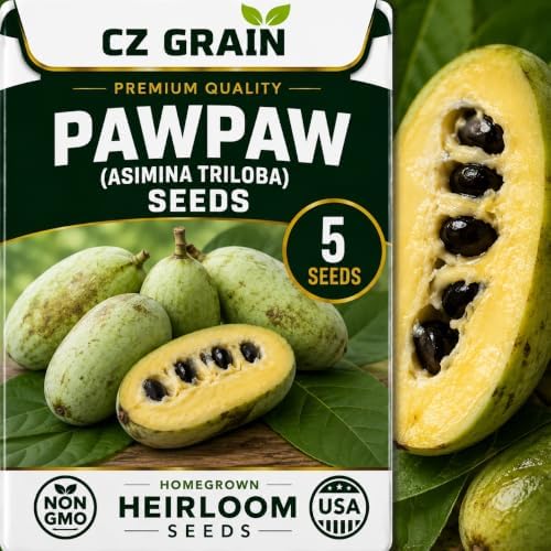 Pawpaw Tree Seeds | Asimina Triloba Native Fruit Tree | 5 Seeds by CZGrain