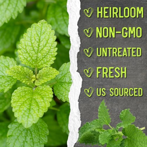 Seed Needs Lemon Balm Seeds to Plant an Herb Garden - 20 Packs - Image 6