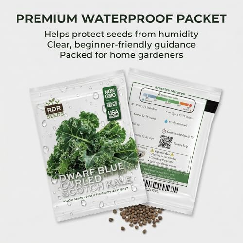 1000 Dwarf Blue Curled Scotch Kale Seeds for Planting - Cold-Hardy Curly Leaf Heirloom, Non-GMO, USA Grown by RDR Seeds - Image 7