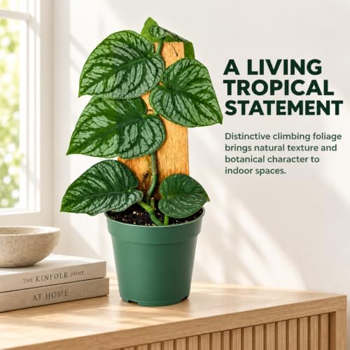 Monstera Dubia Live Plant, Rare Shingle Climbing Indoor Houseplant - Image 5