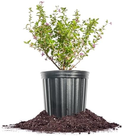 PERFECT PLANTS Goji Berry Bush in 1 Gallon Grower's Pot | Delicious Wolfberry for Outdoor Planting | Fresh Antioxidant Packed Fruits | Fully Mature for Home Gardens by PerfectPlantsNursery