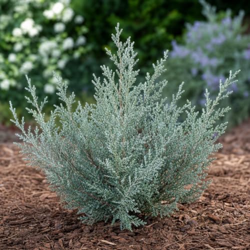 Juniper Angelica Blue | 1 Large 4 Inch Pot | Juniperus chinensis ‘Angelica Blue’ | Evergreen Ground Cover Plants | Drought-Tolerant Landscaping Shrub - Image 4