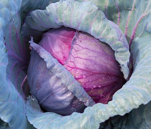 1000+ Red Acre Cabbage Seeds for Planting - Heirloom Non-GMO - Image 2