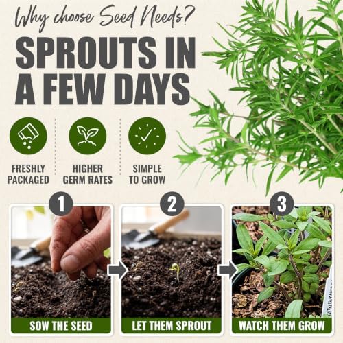 Seed Needs Summer Savory Seeds to Plant an Herb Garden - 5 Packs - Image 5