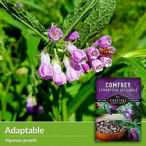 Comfrey Seeds - Symphytum Officinale - Perennial Medicinal Herb (5 Packs) - Image 3