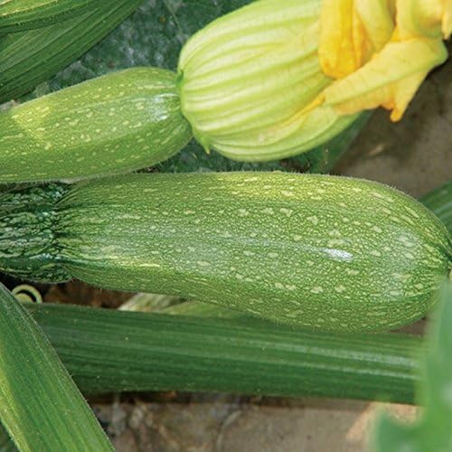 Grey F1 Hybrid Squash Seeds A Great Tasting Zucchini - Very Prolific(10 - Seeds) by Unknown