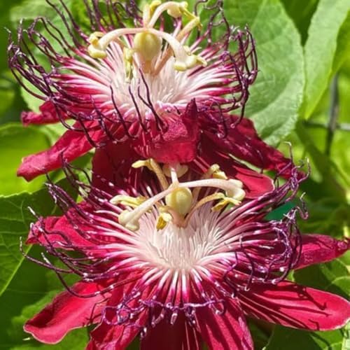 2 Burgundy Passion Flower Live Plants, Passiflora Vine to Grow 5-7" Tall - Image 2