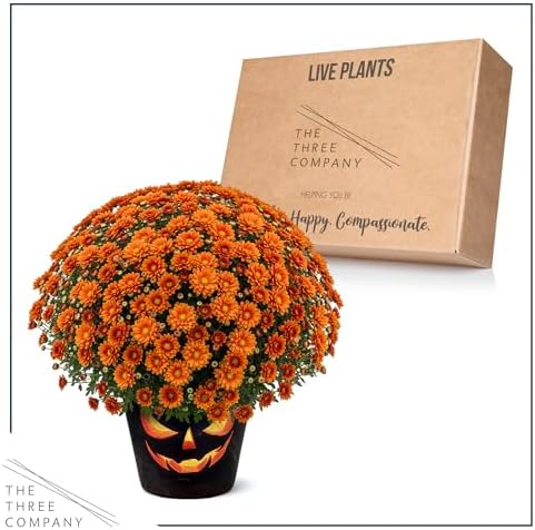 Chrysanthemum (Jack O' Lantern Deco Pot), Orange Blooms, Live Fall Flowering Perennial, 15" Tall by 12" Wide in 3 Qt Pot - Image 6