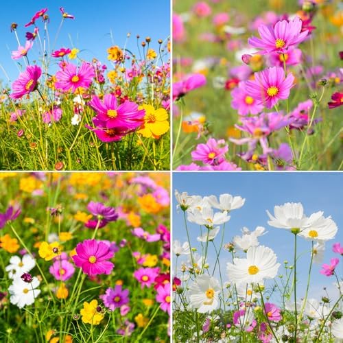 10 Varieties Cosmos Seeds,1 Ounce Over 5000+ Crazy Blend Cosmos Wildflower Seeds -Sensation Mix, Candystripe, Gloria and Sulphur, Non-GMO | Heirloom | Open Pollinated - Image 6