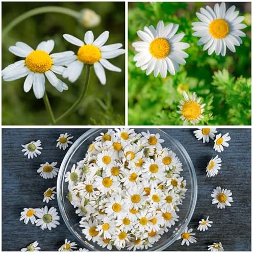 Seed Needs Chamomile Seeds Variety Pack of 2 Non-GMO & Heirloom Tea Herbs - Image 5