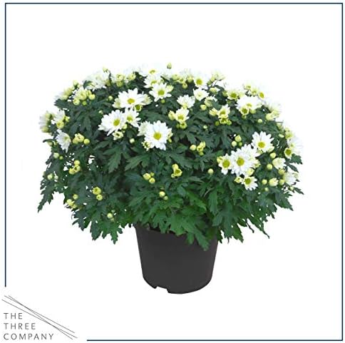 Chrysanthemum (2 Pack) - White Blooms, Live Fall Flowering Perennial, 13" Tall by 12" Wide in 3 Qt Pot - Image 3