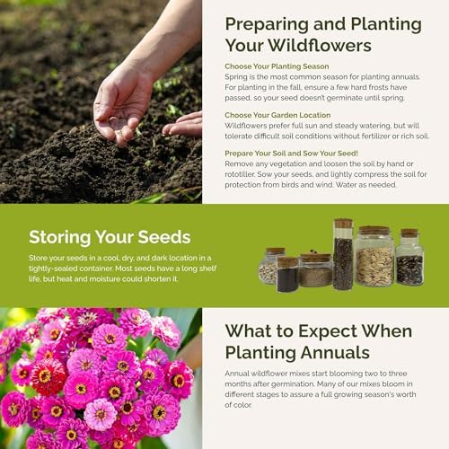 Eden Brothers Cupid's Flower Seed Mixed Seeds for Planting, 1/4 lb, 120,000+ Seeds with Malop Vulcan, Zinnia | Attracts Pollinators, Plant in Spring, Zones 2, 3, 4, 5, 6, 7, 8, 9, 10 - Image 5