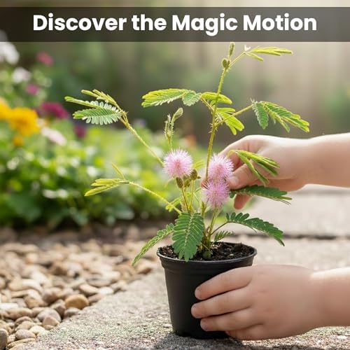 Zombie Plant Greenhouse Grow Kit - Touch It and Watch It Play Dead - Unique Grow Kit to Cultivate a Fun Indoor Plant that Revives in Minutes - Cool Plants and Great for Housewarming Gifts - Image 5