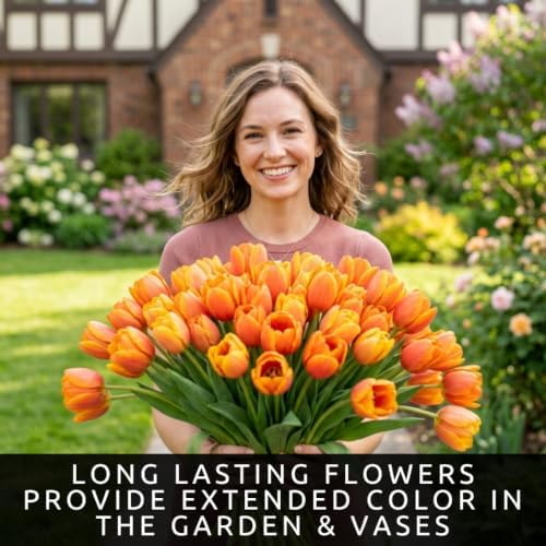 25 Orange Dynasty Tulip Bulbs | Orange-Pink Triumph Tulips for Spring - Image 6