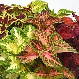 Park Seed Wizard Select Mix Improved Coleus Seeds, Vibrant Red and Green Foliage Blend for Bedding, Borders, and Containers, Naturally Bushy Habit, Pack of 40 by ParkSeed