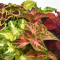 Park Seed Wizard Select Mix Improved Coleus Seeds, Vibrant Red and Green Foliage Blend for Bedding, Borders, and Containers, Naturally Bushy Habit, Pack of 40 by ParkSeed