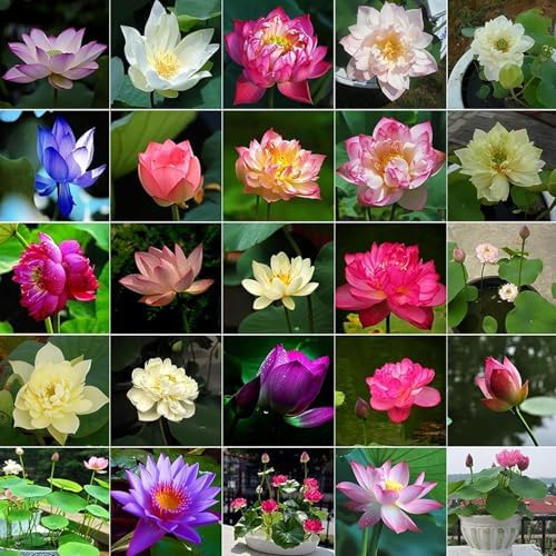 10pcs Bowl Lotus Seeds for Planting - Bonsai Lotus Seeds, Water Lily Flower, Aquatic Plants, Ideal for Ponds, Non-GMO Home Garden Plant Seeds, Flowering Aquatic Bonsai by Unknown