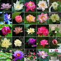 10pcs Bowl Lotus Seeds for Planting - Bonsai Lotus Seeds, Water Lily Flower, Aquatic Plants, Ideal for Ponds, Non-GMO Home Garden Plant Seeds, Flowering Aquatic Bonsai by Unknown
