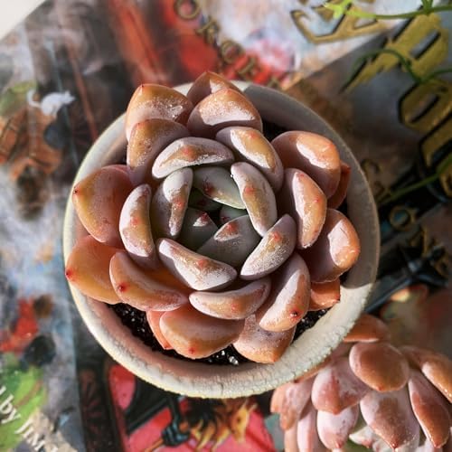 Echeveria Sang-A Rare Live Succulent Plants, 1 Head 2.2" Bare Root Without Pot & Soil, Garden Indoor Office Desk Baby Shower Decoration, Friend Plant Lovers Gifts - Image 4