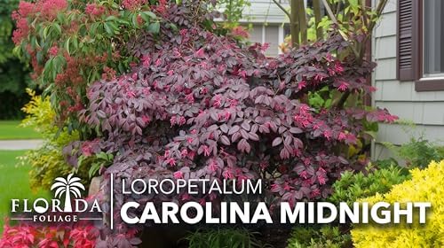 Loropetalum Carolina Midnight | 3 Live Plants | Loropetalum Chinense | Purple Foliage Shrub | Ornamental Landscape Bush | Fast Growing Plants - Image 2