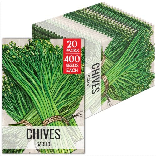 Seed Needs Garlic Chives Seeds to Plant an Herb Garden - 20 Packs by SeedNeeds