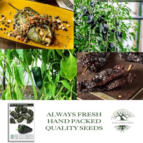 Poblano Ancho Grande Pepper Seeds (Capsicum annuum) – 50+ Heirloom Non-GMO Seeds by Isla’s Garden Seeds, Mild & Smoky Flavor, Perfect for Roasting, Stuffing & Drying, High-Yield Garden Favorite - Image 4