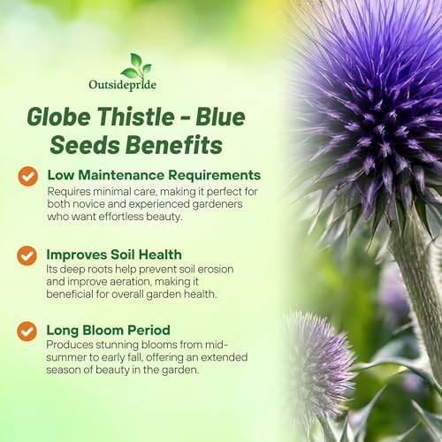Outsidepride Blue Globe Thistle Seeds - 500 Pcs Perennial, Drought Tolerant & Self-Seeding, Flower Seeds for Planting w/Thistle-Like Foliage & Vibrant Purple Blooms, Ideal for Xeriscaping Gardens - Image 3