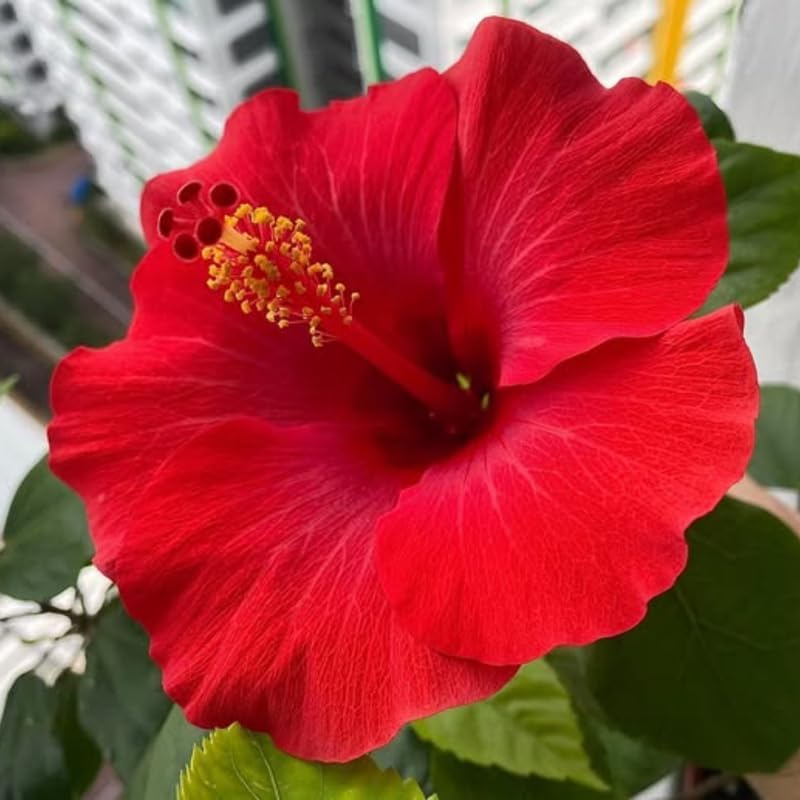 3 Red Hardy Hibiscus Plants Live, Flowering Shrub, 4-7 Inch Tall - Image 6