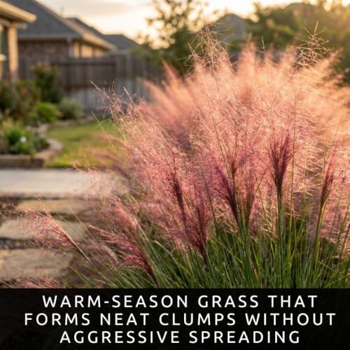 5 Pink Muhly Grass Live Plant Plugs | Native Ornamental Grass for Full Sun - Image 4