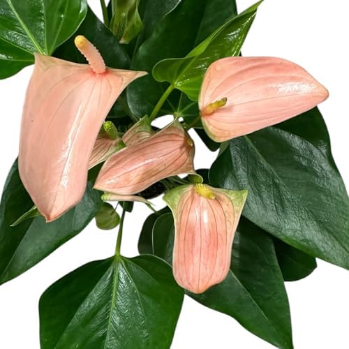Pink Matata Anthurium (12"-14" Tall) Unique and Gorgeous Live Indoor Plant, Easy Care and Easy to Grow, Bloom Plant, 4 inch Pot (Jolie Peach) - Image 2