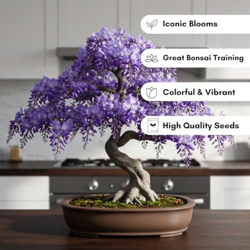 1 Chinese Wisteria Bonsai Tree Seedling for Planting - 1 Year Old Well Rooted Seedling - Fast-Growing Ornamental Tree with Violet-Purple Flowers and Fragrant Sweet Scent - Image 2