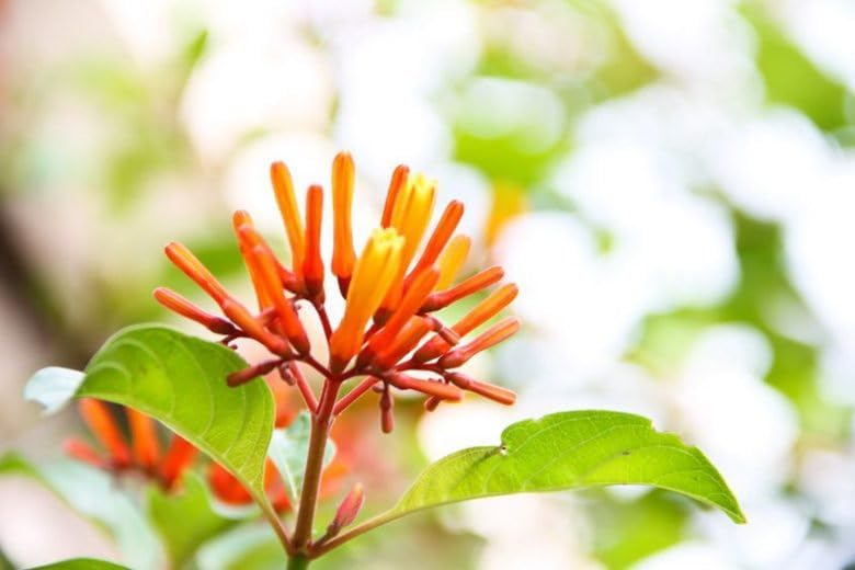 Mexican Firebush Live Plants (5-9") - Pack of 2 (Two) - Hamelia Patens Hummingbird Bush - Firecracker Shrub - Non-Stop Orange Blooms - Heat Tolerant Perennial Shrub - Fast Growing Pollinator Magnet - Image 2